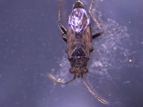 Nysius sp.